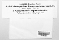 Coleosporium campanulacearum image